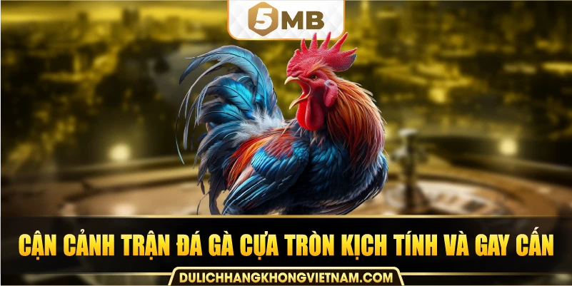 Cận cảnh trận đá gà cựa tròn kịch tính và gay cấn.