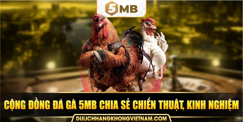 Cộng đồng đá gà 5MB chia sẻ chiến thuật, kinh nghiệm.
