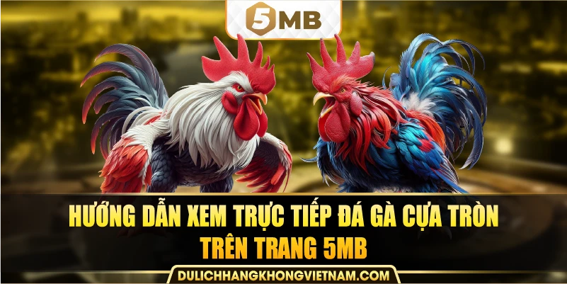 Hướng dẫn xem trực tiếp đá gà cựa tròn trên trang 5MB.