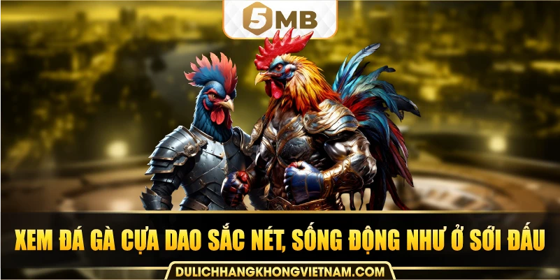 Xem đá gà cựa dao sắc nét, sống động như ở sới đấu.